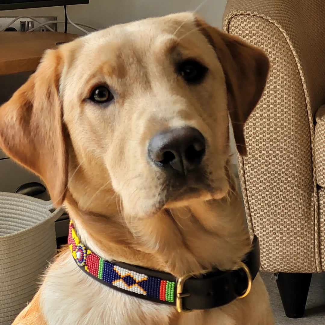 Designer Dog Collars