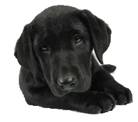 Shop our sale of luxury dog beds and accessories