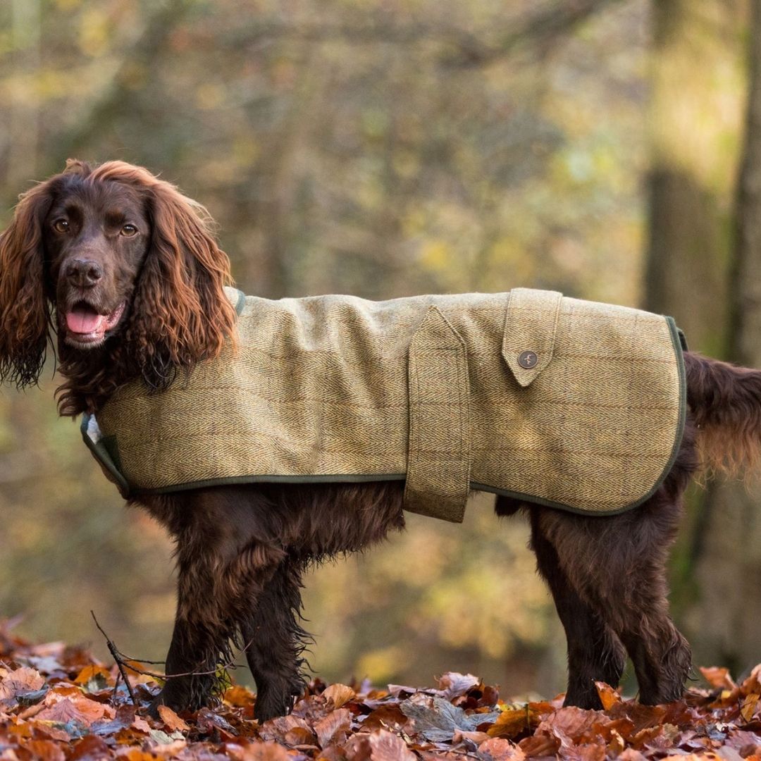 Luxury Dog Coats Designer Dog Coats Waterproof Dog Coats Chelsea Dogs luxury-dog-coats-designer-dog-coats-waterproof-dog-coats-chelsea-dogs