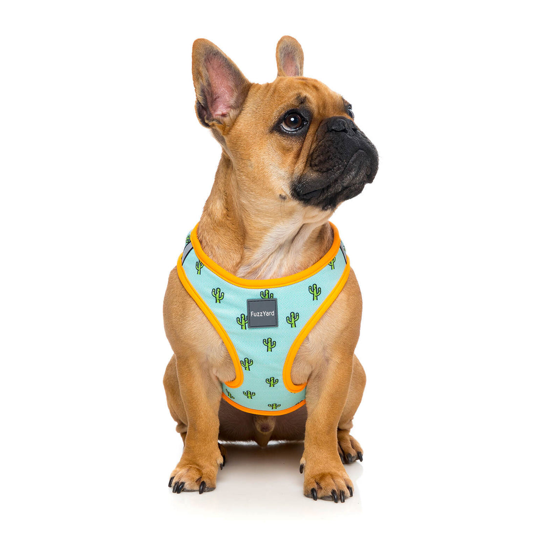 Dog Harnesses