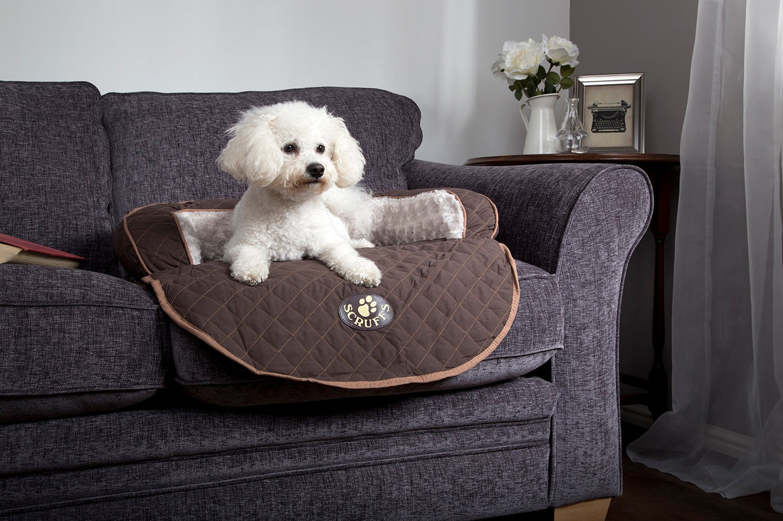dog sofa beds at Chelsea Dogs