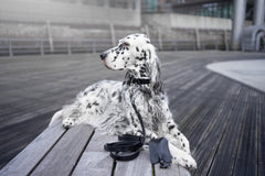 Lussa Natural Italian Black Leather Dog Lead by Labbvenn