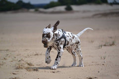 Tre Ponti Easy Fit Black Harness with Adjustable Girth