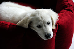 Luxury Bloom Nest Dog Bed