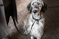 Lussa Natural Italian Black Leather Dog Lead by Labbvenn