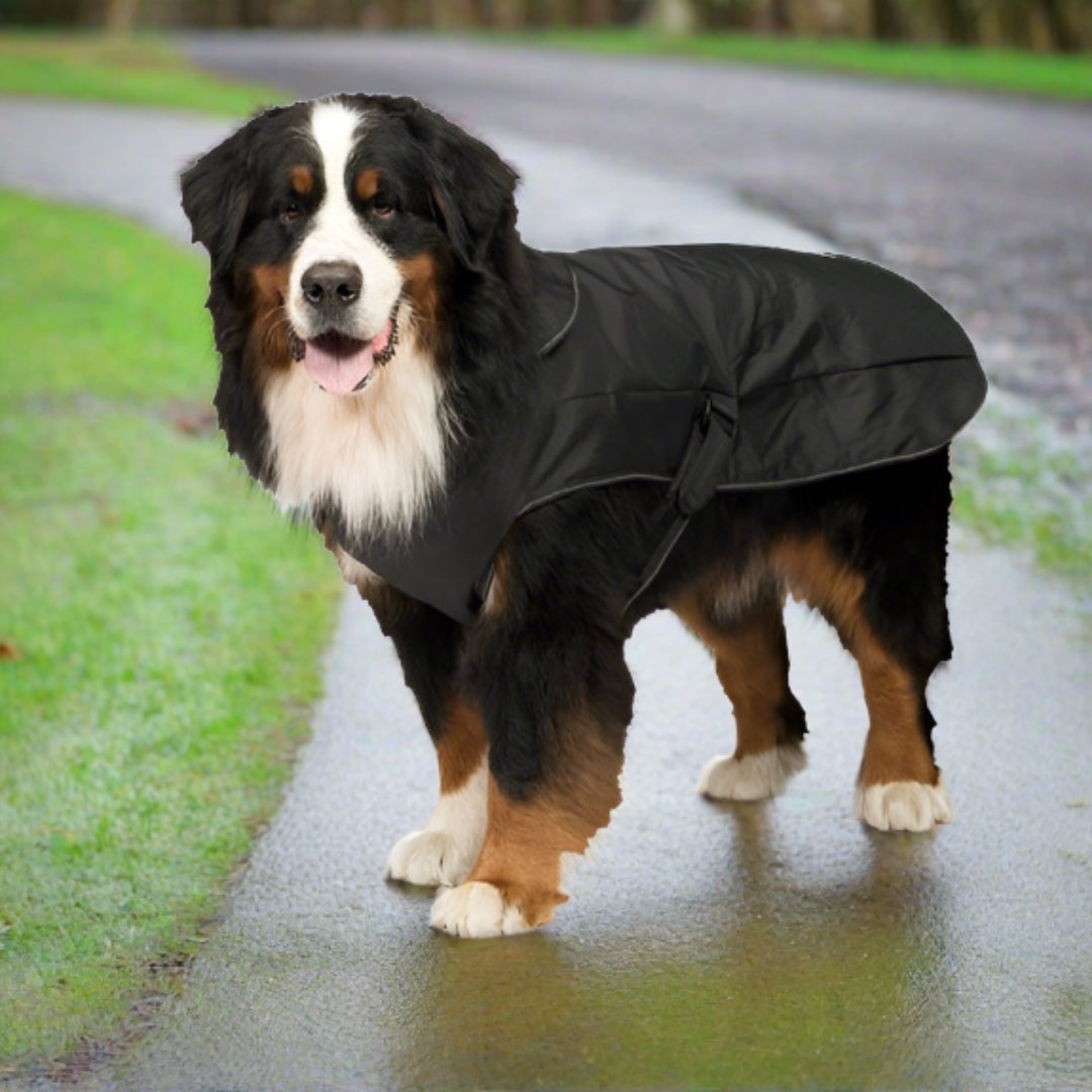 2-in-1 Black Waterproof Harness Dog Coat by Danish Design