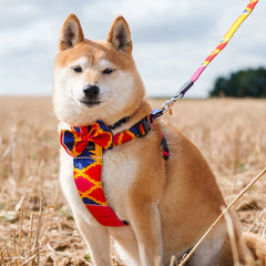 Hiro And Wolf Dakar Dog Bow Tie