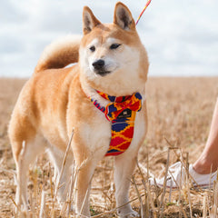 Hiro And Wolf Dakar Dog Bow Tie