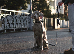 Lussa Natural Italian Black Leather Dog Lead by Labbvenn