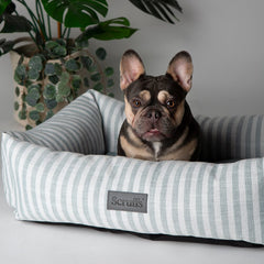 Coastal Box Dog Bed - Green