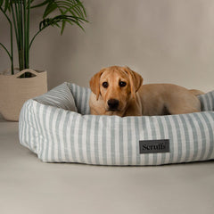 Coastal Box Dog Bed - Green