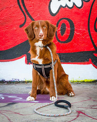 Black Padded Reflective Dog Harness | Long Paws