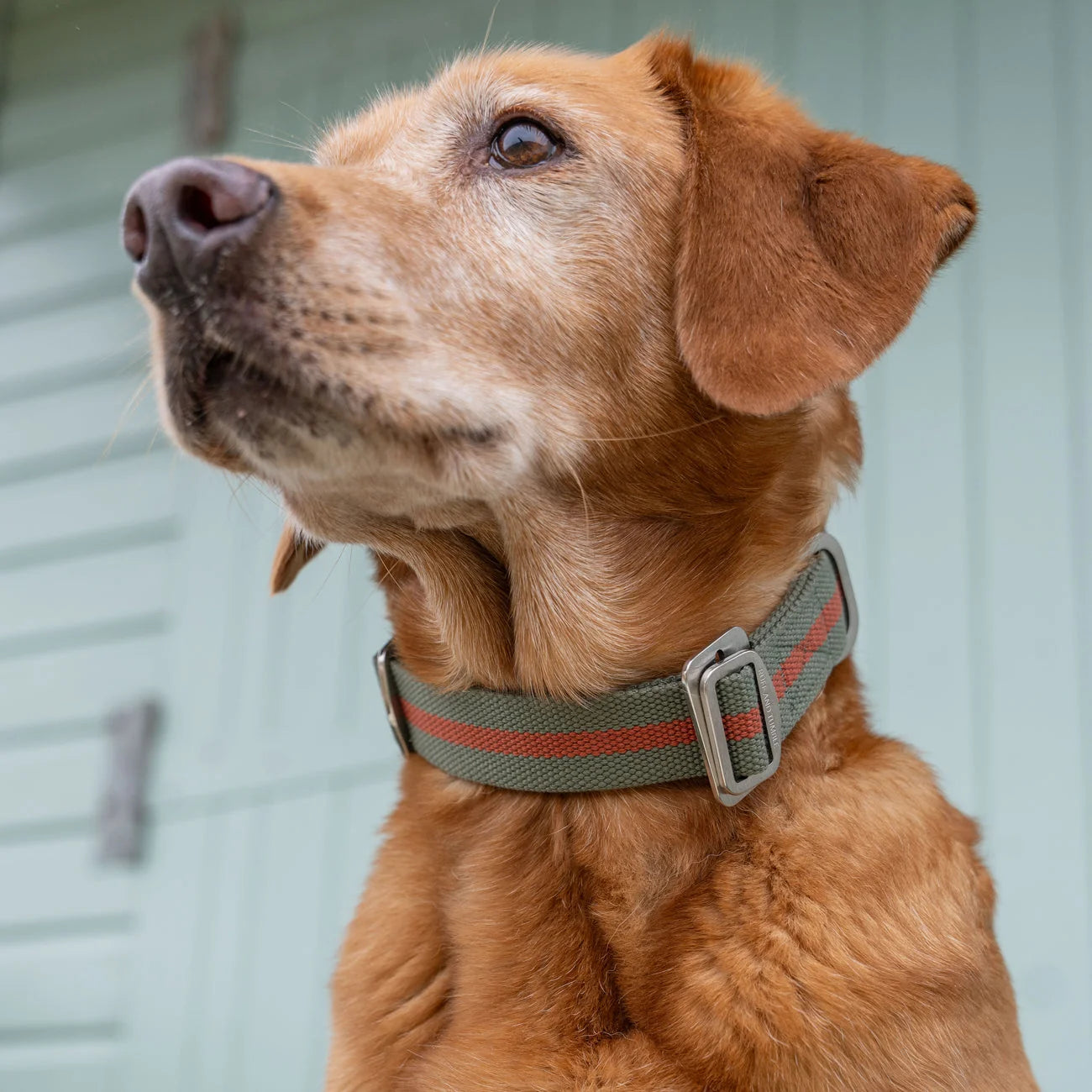 All-Terrain Canvas Dog Collar - Khaki / Chestnut
