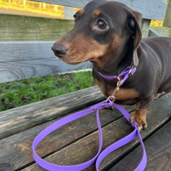 Amethyst Purple Biothane Vegan Dog Collar and Lead