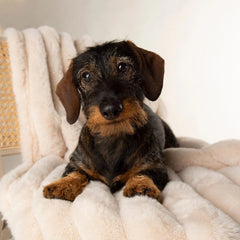 Aspen Pet Blanket - Cream