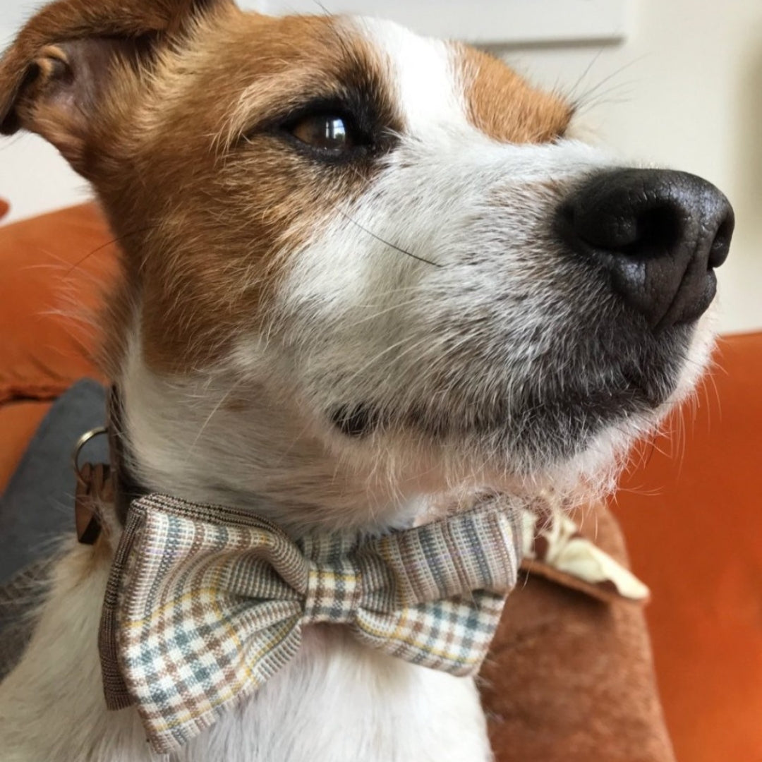 Astaire Bow Tie Dog Collar and Velvet Lead Set