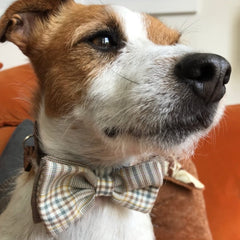 Astaire Bow Tie Dog Collar and Velvet Lead Set