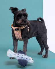 Funky Flat Fish Dog Toy