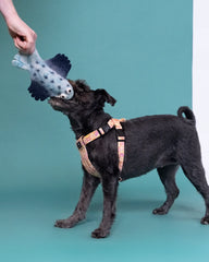 Funky Flat Fish Dog Toy