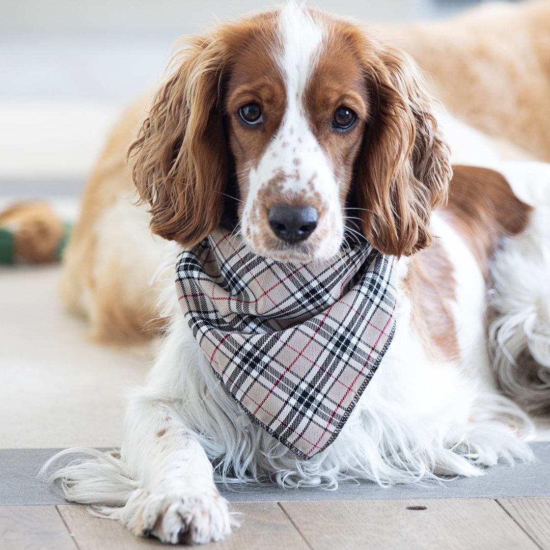 Barkberry Plaid Dog Bandana