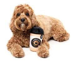 Barkrista Puppuccino Dog Toy by FuzzYard