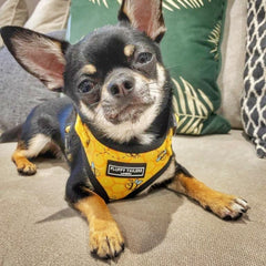 Bee Kind Harness Dog Harness