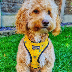 Bee Kind Harness Dog Harness