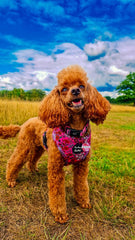 Berry Blossom Floral Dog Harness