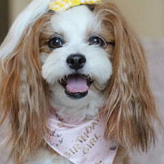 Birthday Girl Dog Bandana
