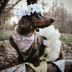Birthday Girl Dog Bandana