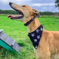 Black Skulls Dog Bandana