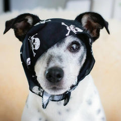 Black Skulls Dog Bandana