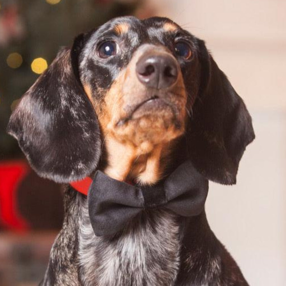 Black Velvet Dog Bow Tie