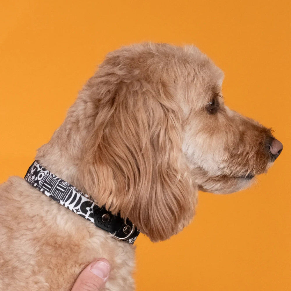 Bow Wow Haus Dog Collar by Hiro & Wolf
