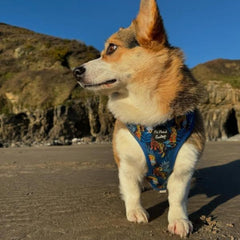 Cheeky Monkey Dog Harness