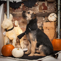 Creature Clothes Doggy Scarf in Black Velvet and Sherpa