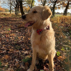 Creature Clothes Red Tartan Dog Bow Tie