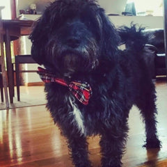 Creature Clothes Red Tartan Dog Bow Tie