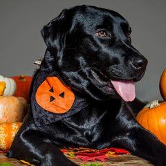 Creature Clothes Slip On Bandana Halloween Pumpkin