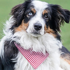 Creature Clothes Slip On Bandana Red Gingham