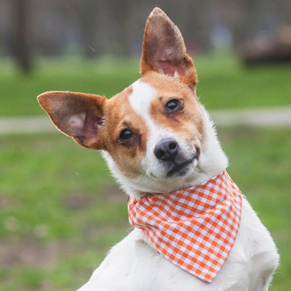 Creature Clothes Slip On Dog Bandana Orange Gingham