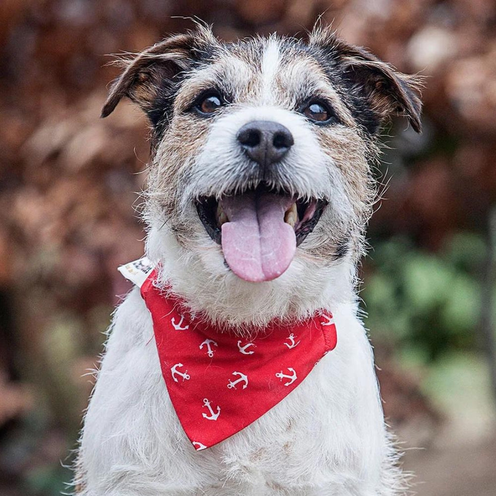 Creature Clothes Slip On Dog Bandana Red Anchors