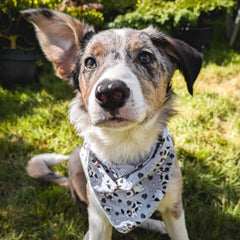 Douglas The Dotty Dog Bandana