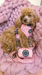 Brown poodle wearing a pink harness and leash on a pink blanket
