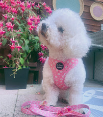 White dog wearing a pink harness and leash in front of pink flowers