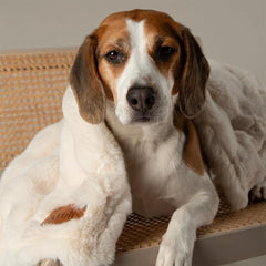 Festive Fur Pet Blanket - Cream