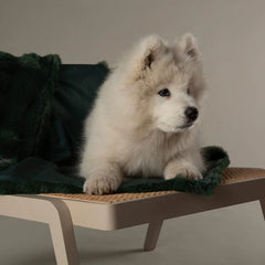 Festive Fur Pet Blanket - Green