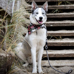 Frayed Alfie's Plaid Dog Bandana by Scamps