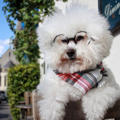 Frayed Alfie's Plaid Dog Bandana by Scamps