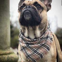 Frayed Barkberry Plaid Dog Bandana by Scamps
